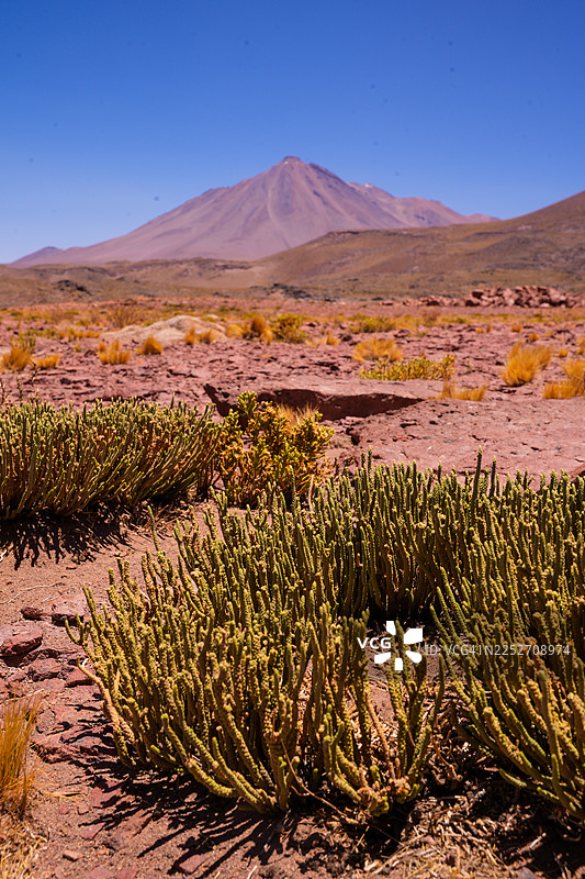 智利沙漠的干旱地貌，有小灌木和远处的米斯坎蒂火山图片素材
