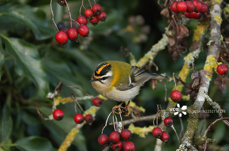 一只罕见的火冠戴菊鹩（Regulus ignicapillus）在山楂树上觅食。图片素材