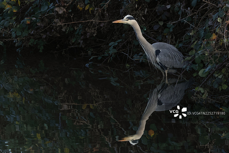 一只灰鹭（Ardea cinerea）在运河中捕鱼，它的倒影映在水中。图片素材