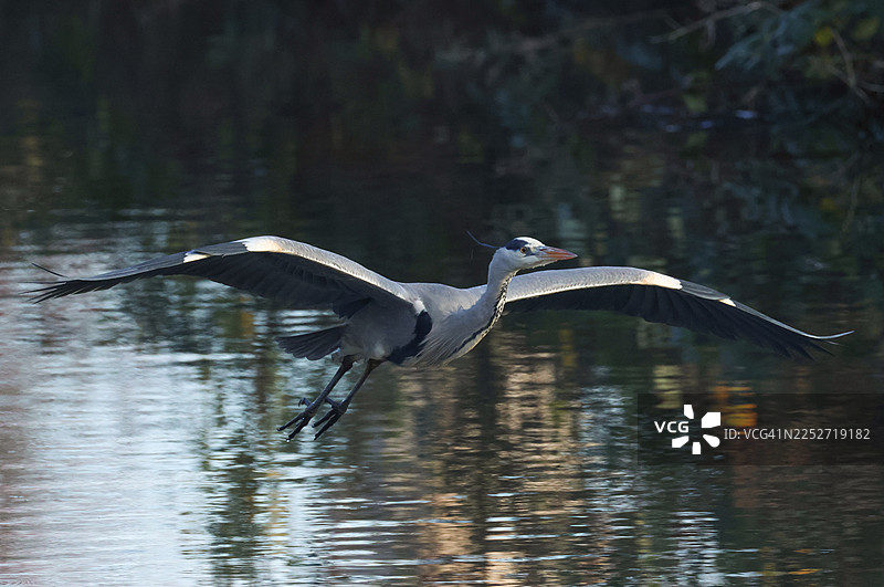 一只灰鹭（Ardea cinerea）正沿着运河飞行。图片素材