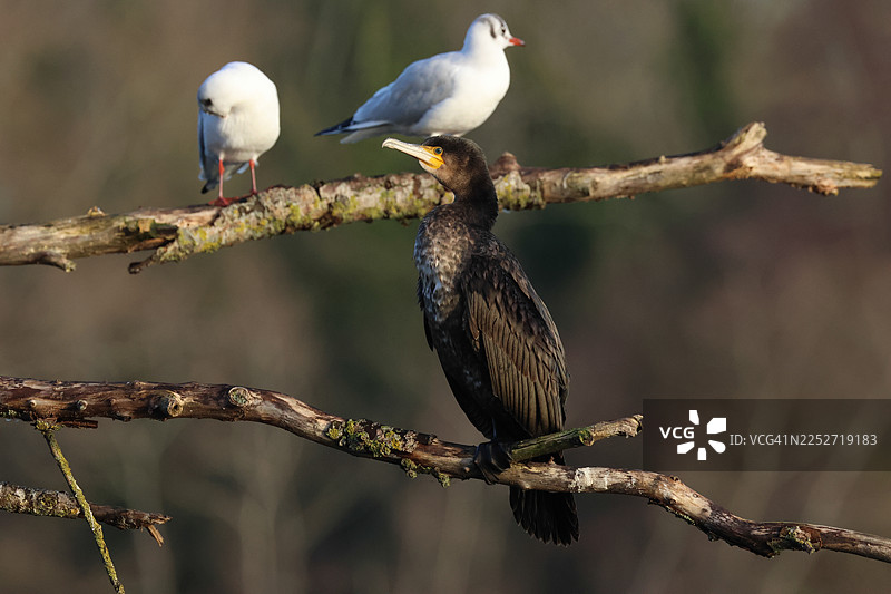 一只鸬鹚（Phalacrocorax carbo）栖息在湖面上方伸出的树枝上。图片素材