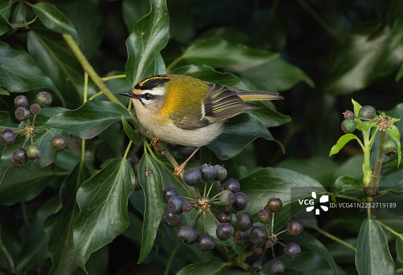 一只罕见的火冠戴菊鹎（Regulus ignicapillus）在常春藤丛中觅食。图片素材
