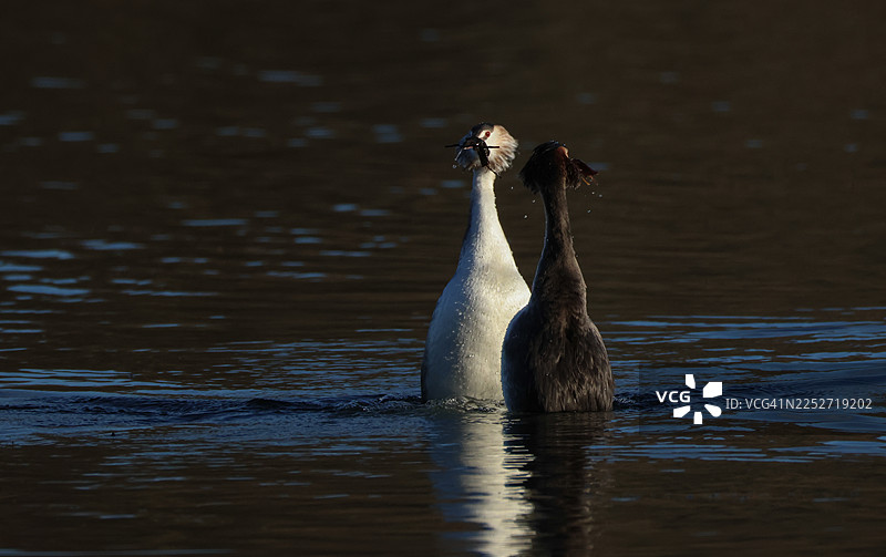 一对黑颈鸊鷉（大冠鸊鷉，Podiceps cristatus）正在进行求偶舞蹈。图片素材