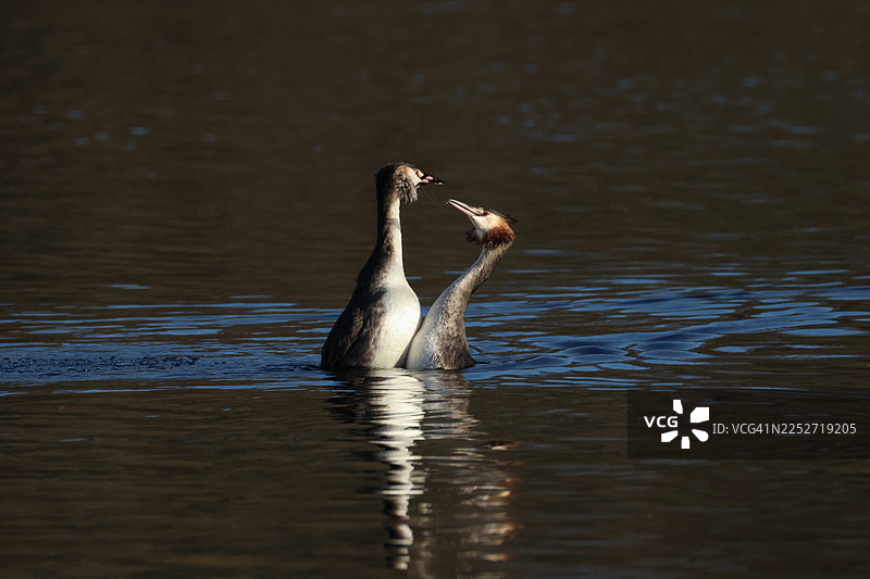 一对黑颈䴙䴘（大顶䴙䴘，学名：Podiceps cristatus）正在进行它们的求偶舞蹈。图片素材