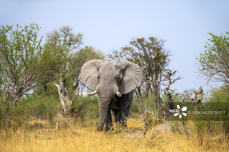 非洲象(Loxodonta africana)在干草中,公象,哈卡纳卡,莫雷米保护区,博茨瓦纳图片素材