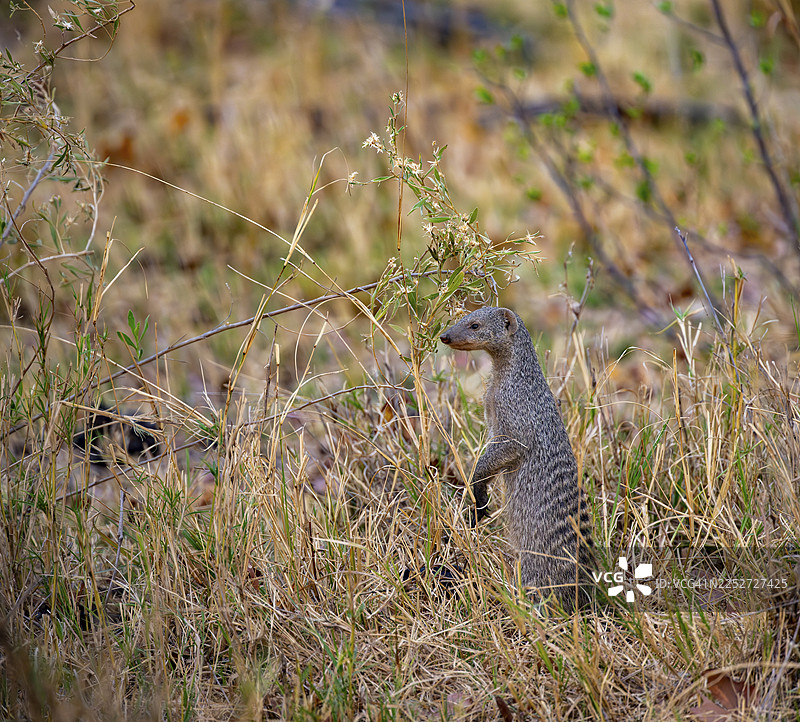 斑纹獴（Mungos mungo）直立站立，博茨瓦纳莫雷米保护区奥卡万戈三角洲扎卡纳哈图片素材