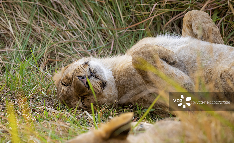 狮子（豹属）幼狮在草地上睡着，博茨瓦纳莫雷米保护区卡卡纳克萨图片素材
