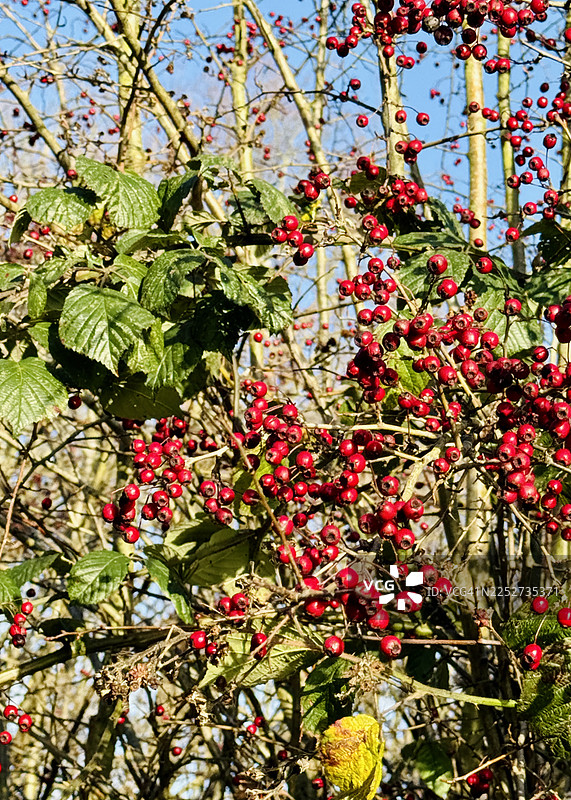 秋季风景，山楂树上的红浆果图片素材