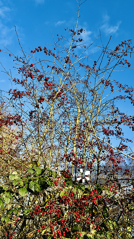 秋季景观，山楂树上的红浆果图片素材