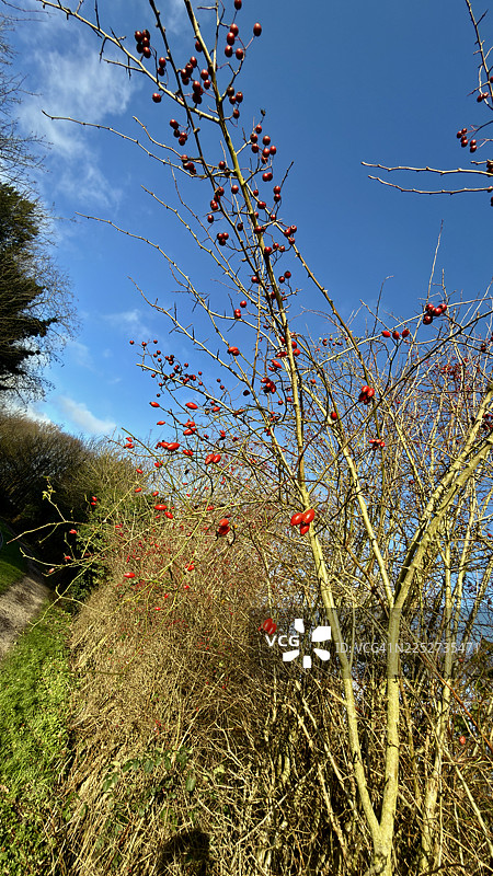 秋季风景，山楂树上的红浆果图片素材
