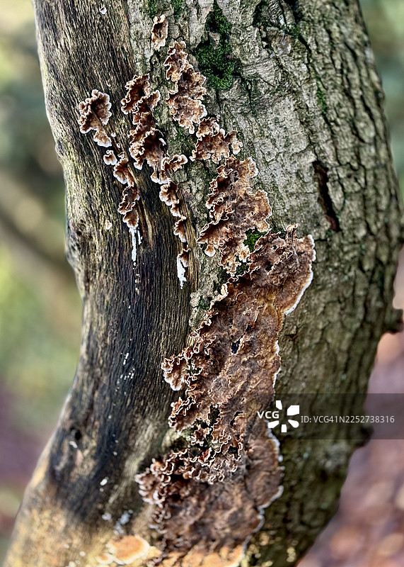 林地中被银叶真菌感染的腐烂木材的横截面景象图片素材