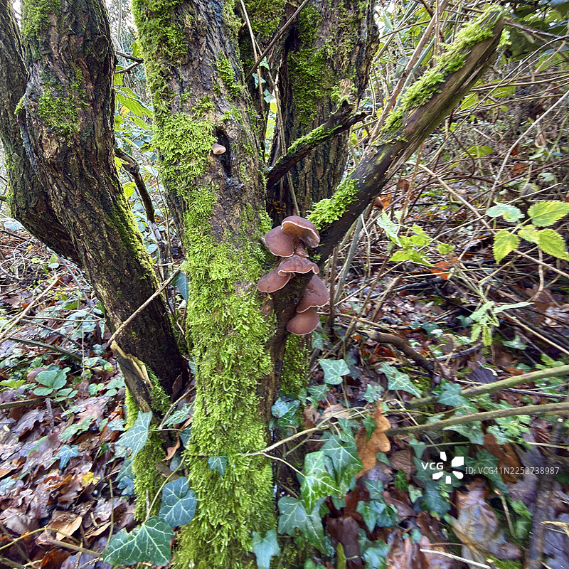 林地秋景，树木腐烂，木耳毒蘑菇与树上苔藓一同生长图片素材