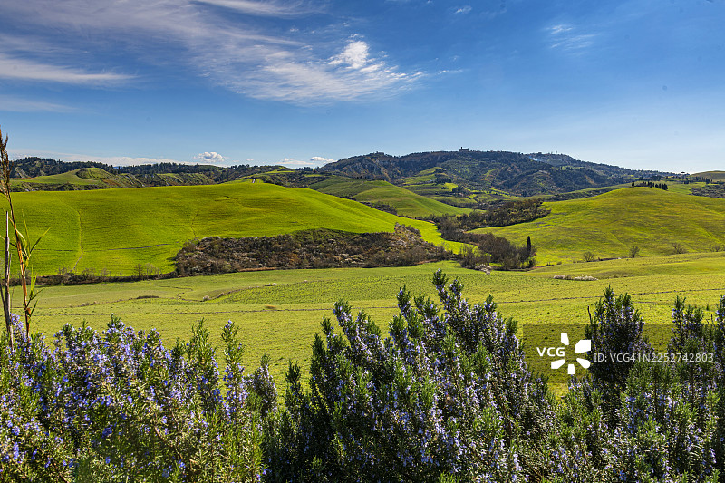 托斯卡纳，福尔泰拉利斯切托奶牛场周边的连绵起伏的丘陵景观图片素材