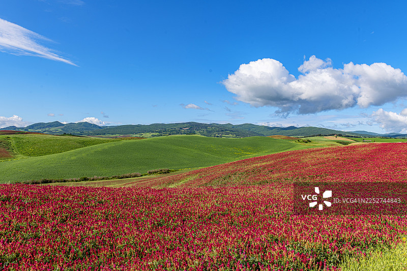 托斯卡纳，沃尔泰拉附近的豆类种植图片素材