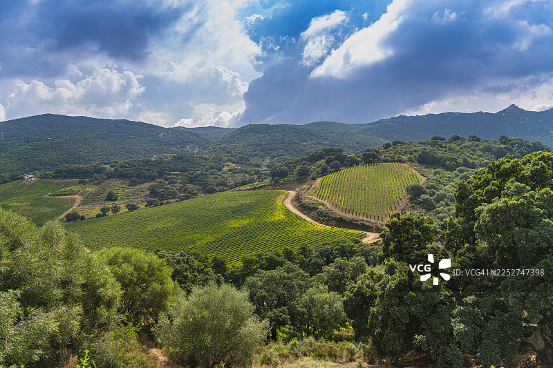 撒丁岛，葡萄园风景。图片素材