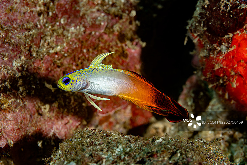 火焰虾虎鱼 Nemateleotris magnifica，马克萨斯群岛努库希瓦，法属波利尼西亚图片素材