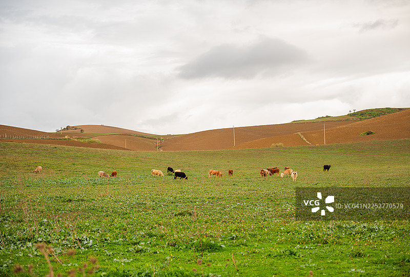 西西里岛的乡村风光图片素材
