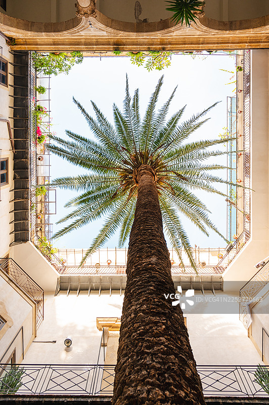 棕榈树在巴勒莫的建筑之间构成画框图片素材
