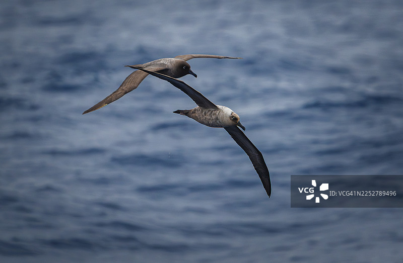 一对浅色羽毛信天翁（Phoebetria palpebrata）图片素材