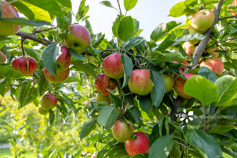 一棵结满果实的苹果树图片素材