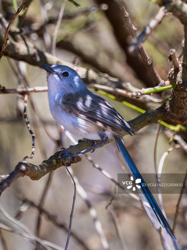 紫背丽唐加拉雀图片素材