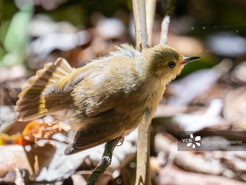 南澳大利亚灌丛鹪鹩图片素材
