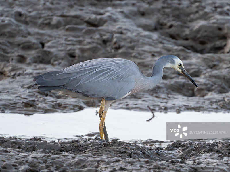 白脸鹭图片素材