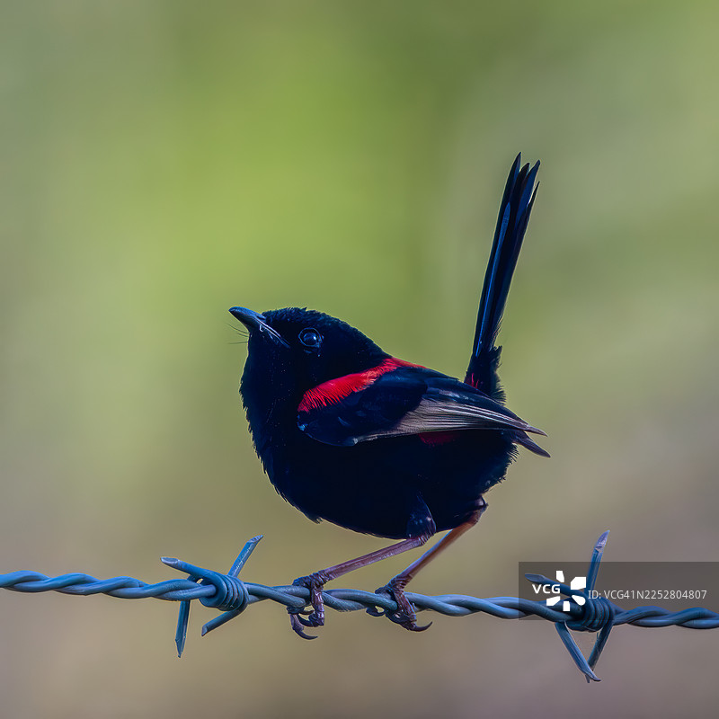 红背妖鹟图片素材