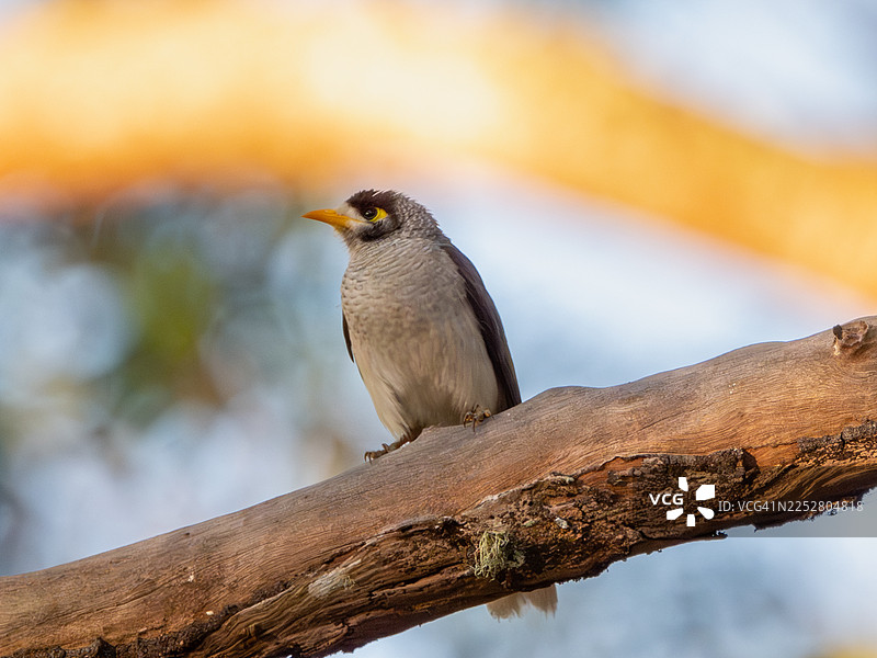 喧闹的矿工图片素材