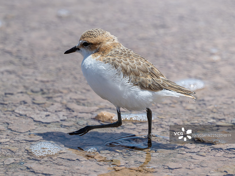 红头鸻图片素材