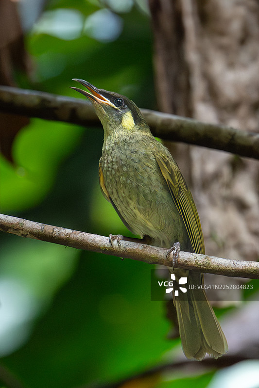 黄斑吸蜜鸟图片素材
