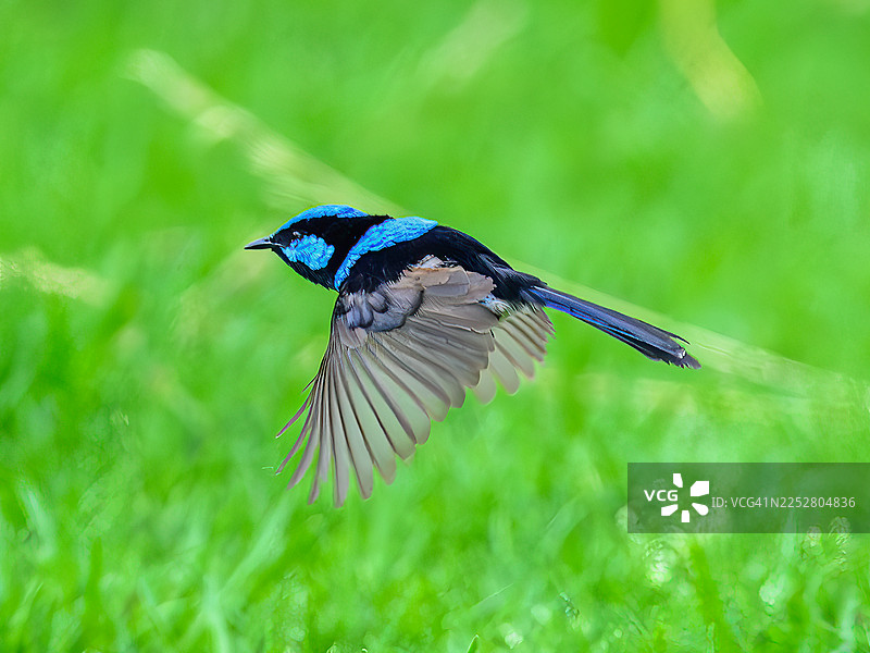 华丽仙鹟图片素材