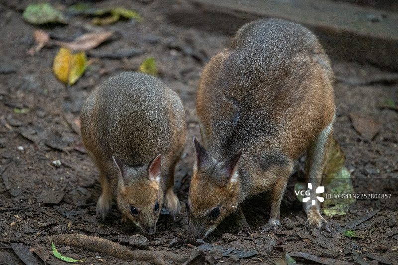 红腿沙袋鼠图片素材