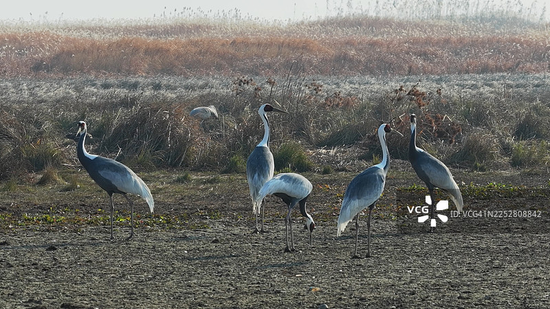 一群鹤栖息在湿地的浅水区。图片素材