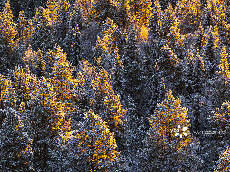 北方森林中黎明时分的树木图片素材