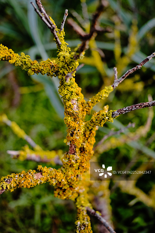 自然界中树枝上生长的鲜艳黄色地衣图片素材
