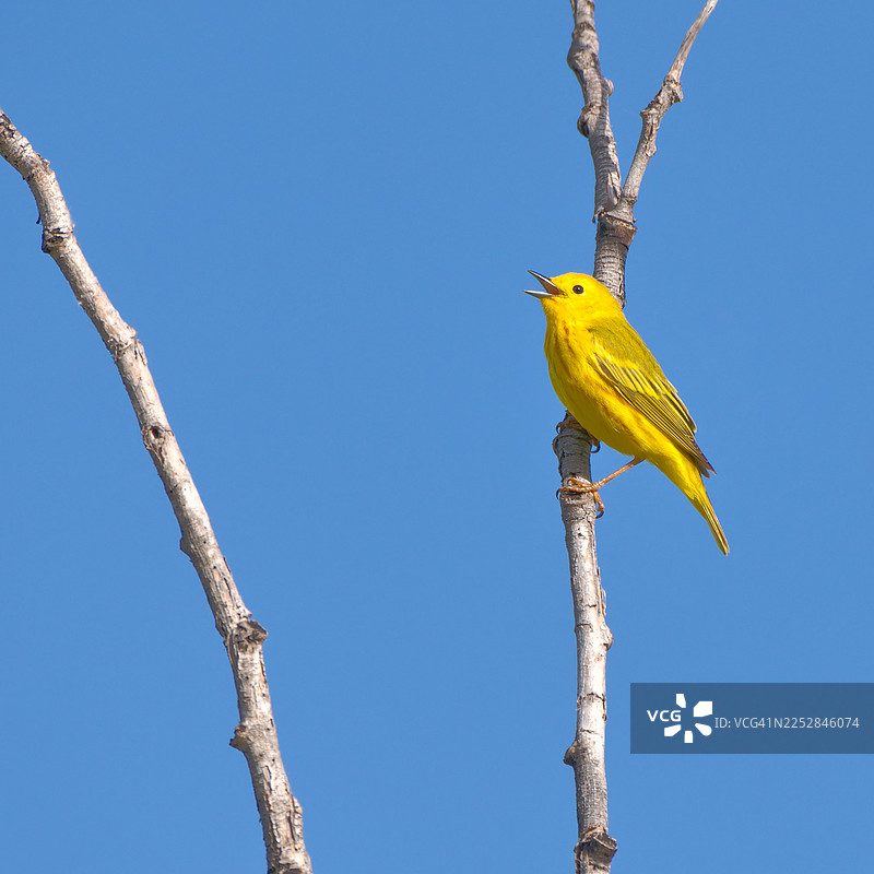 黄莺在歌唱图片素材