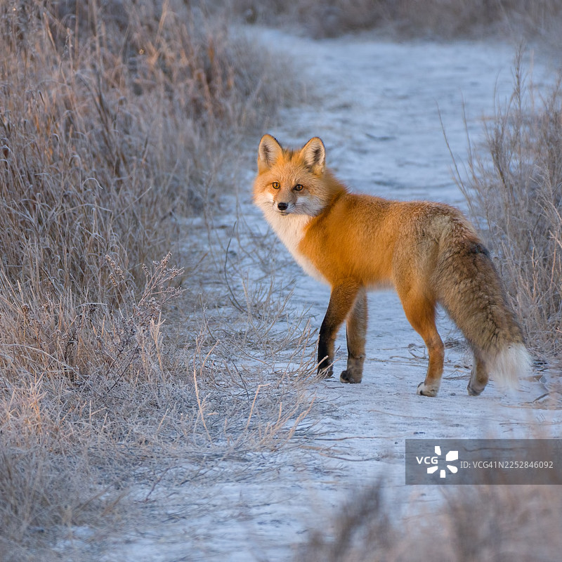 冬日雪景中的红狐狸图片素材