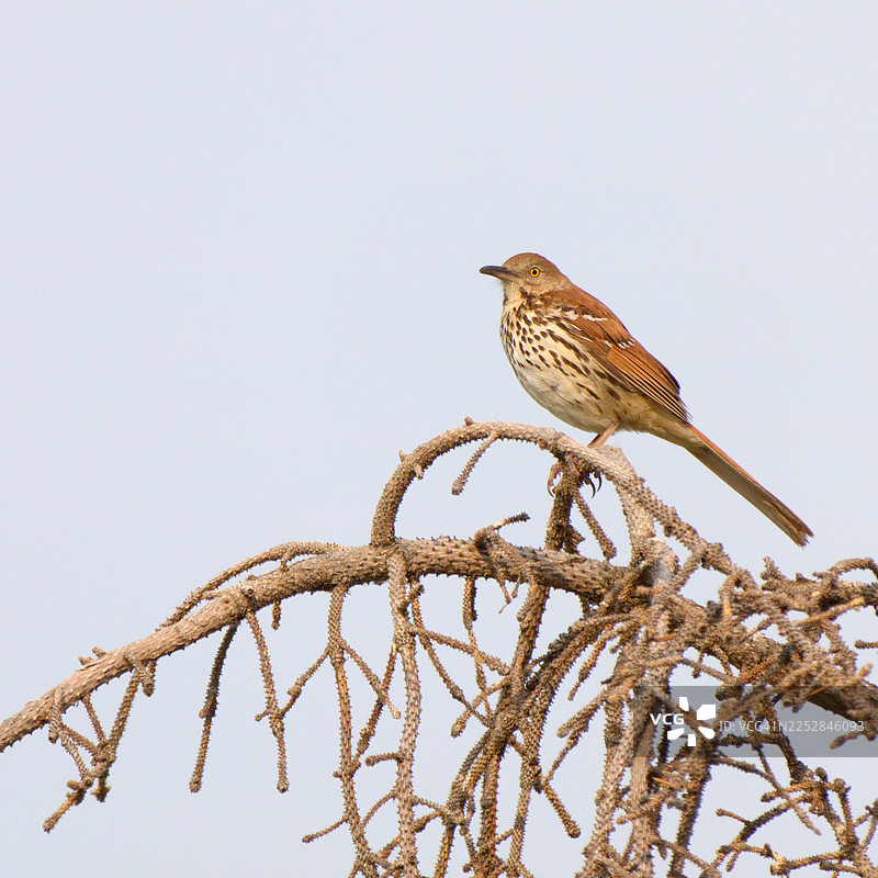 棕色的画眉鸟栖息在松树上图片素材