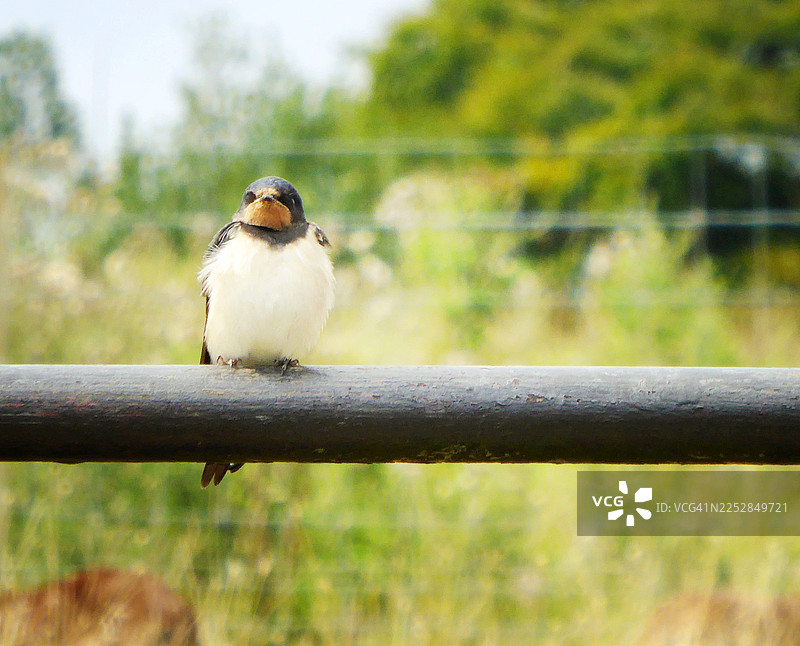 燕子特写图片素材
