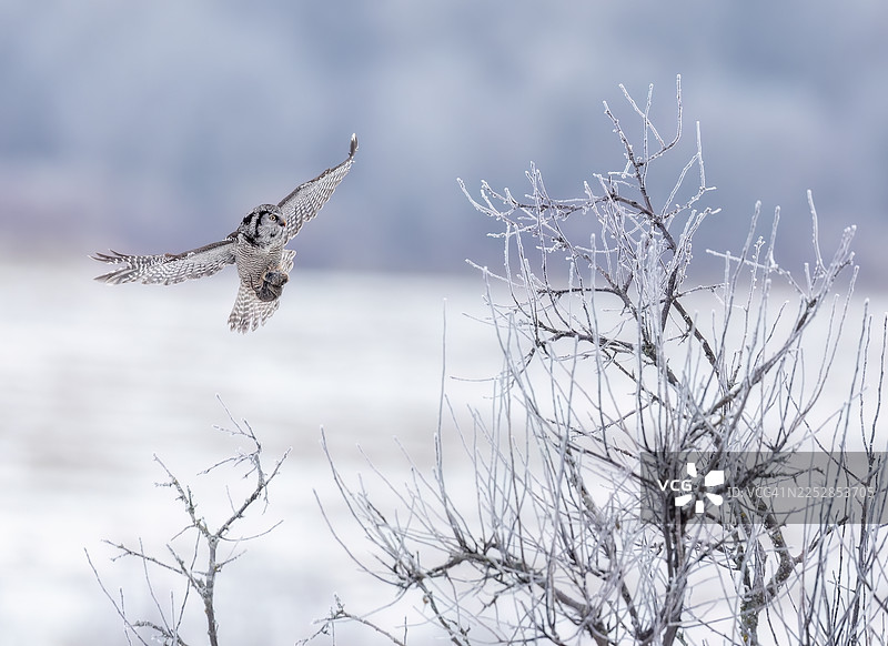 即将到来的NHO图片素材