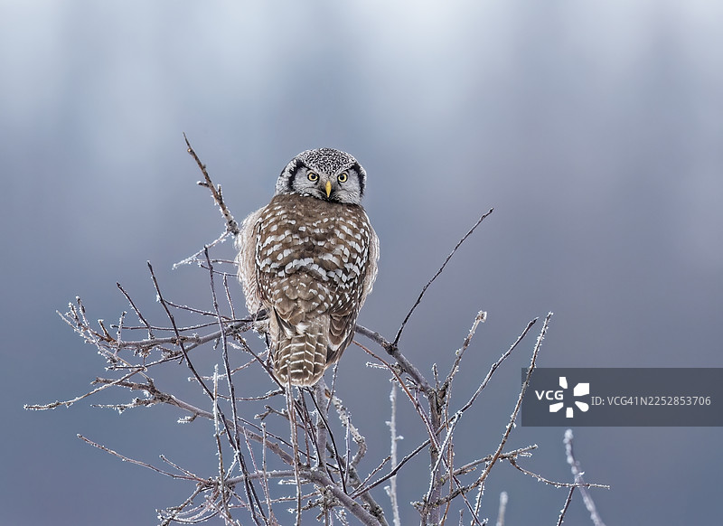 鹰鸮肖像图片素材
