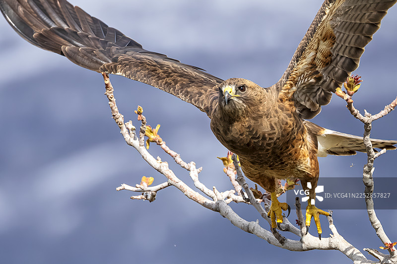 酢浆草鵟的放飞图片素材