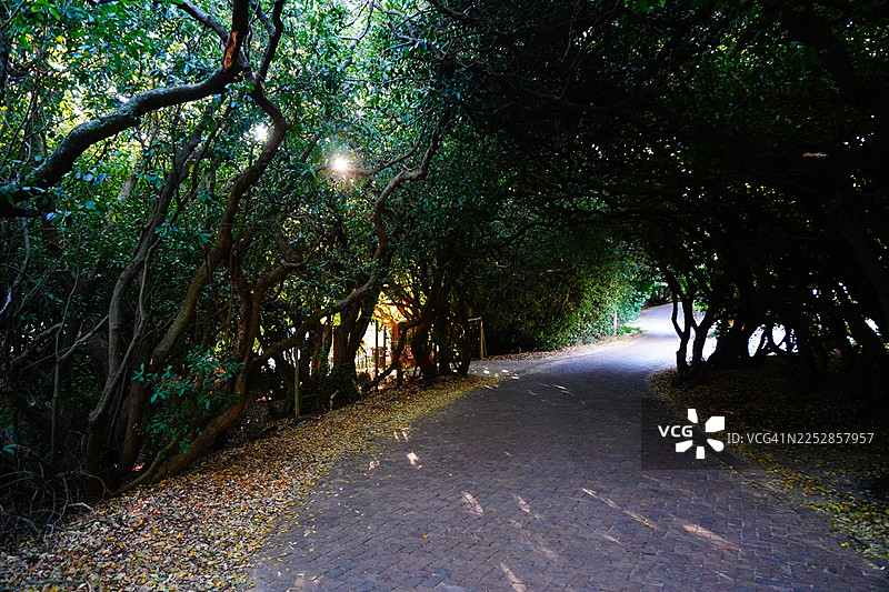 山路，被过度生长的树木覆盖，树冠大道，南非开普敦诺德胡克图片素材