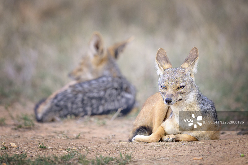 两只豺在莱基皮亚放松图片素材