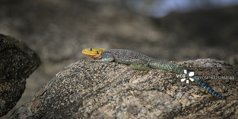 拉伊基皮亚岩石上可爱彩虹飞龙蜥蜴图片素材