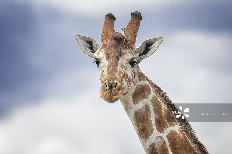 特写镜头下可爱的长颈鹿头部，背景是云彩图片素材