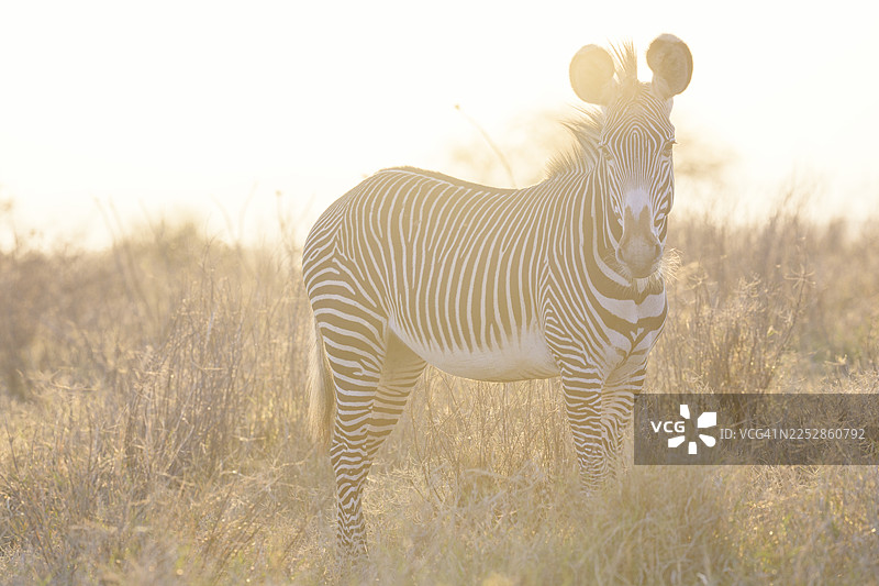特写镜头下，斑马在温暖的逆光中沐浴图片素材