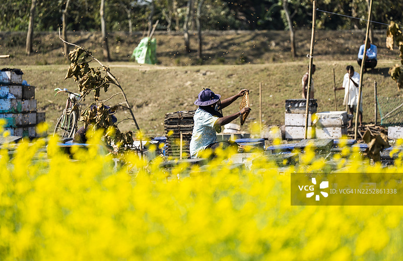 印度的养蜂人图片素材