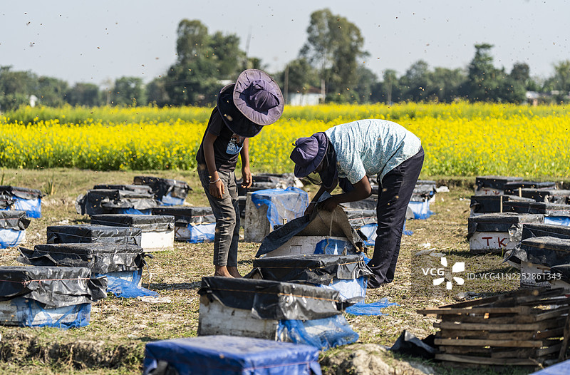 印度的养蜂人图片素材